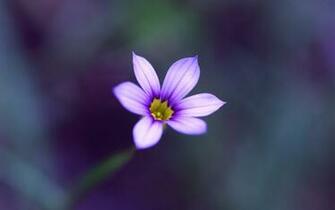 Single Flower With Blur Background Wallpaper