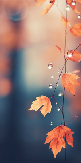 Fall Phone Wallpaper