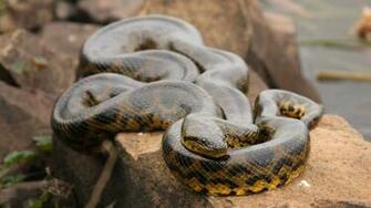 HD Anaconda Wallpaper Net