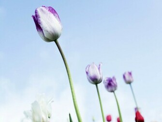 Tulips Flowers Wallpaper Purpletulips Desktop