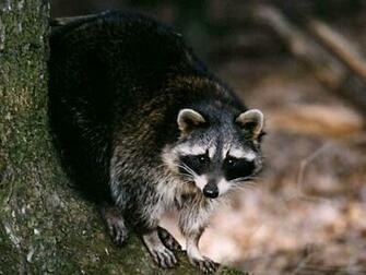 Worldstart Wallpaper Animal Set Raccoon Image Only