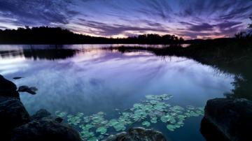 Purple Sky And Water Lilies Wallpaper Dottech