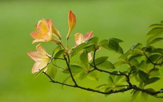 Azaleas In Washington State Usa