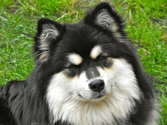 Resting Finnish Lapphund Dog Photo HD Wallpaper Res