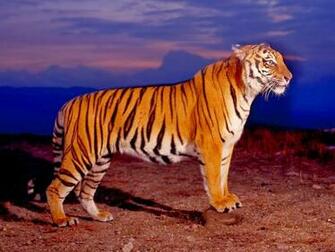 Pictures Wallpaper The Best Lion