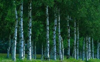 Rainforest Trees Drawing Birch Tree Sketch White Silhouette