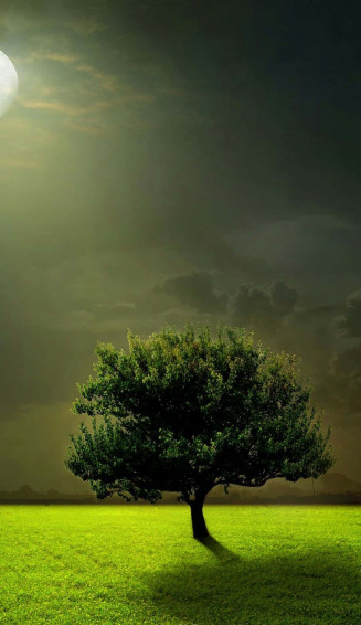 Green Tree Wallpaper
