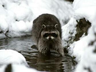 Winter Land Animals