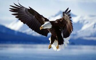 Eagles Pictures Wallpaper American Flag And Eagle
