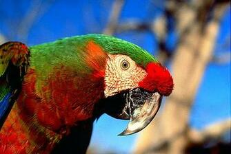 Beautiful Birds Exotic HD Wallpaper