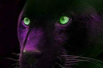 Animals Big Cats Black Panther Eyes Animal Wallpaper