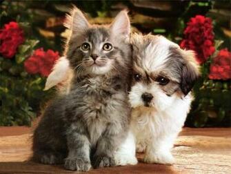 Cute Kittens And Puppies Wallpaper