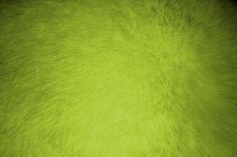 Chartreuse Fur Texture Picture Photograph Photos Public