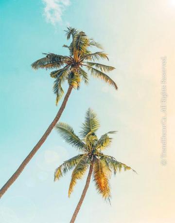 Beach Print Coastal Prints Decor Palm Trees Wall Art Uk