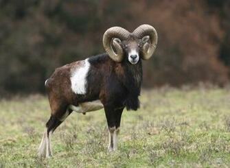 Mouflon Facts Habitat Diet Pictures