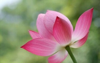 Lotus Flowers Wallpaper HD Pictures One