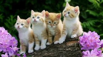 Related Wallpaper From Cute Kittens Quotes