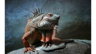 Animal Planet Wallpaper