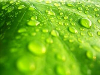Wallpaper Of A High Resolution Photo Green Leaf
