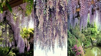 Wisteria Flower Wallpaper