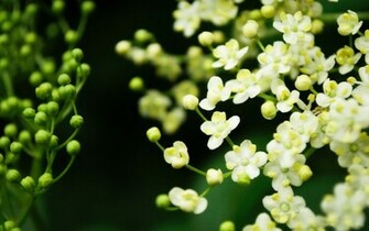 Flowers For Flower Lovers Beautiful Desktop Wallpaper