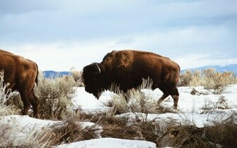 Fonds D Cran Bison Tous Les Wallpaper