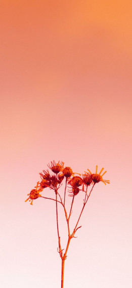 Wallpaper