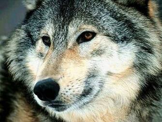 Up Close Wolves Wallpaper