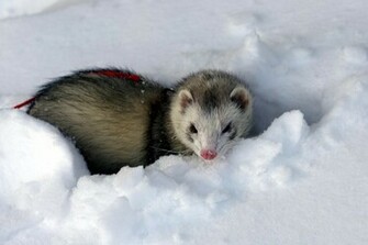 Ferrets Wallpaper Fun Animals Wiki Videos Pictures Stories