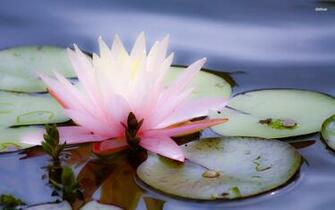 Water Lily Wallpaper