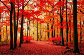 Red Forest Wallpaper