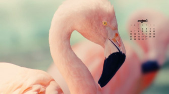 August Wallpaper Bies For Desktop Phones