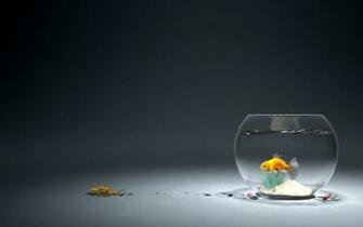 Goldfish Wallpaper