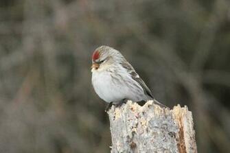 Small Bird Perching On Dead Wood During Daytime Hoary Redpoll HD