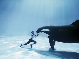 Killer Whales Wallpaper Desktop