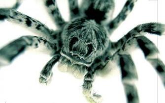 Wallpaper Best Size Spider