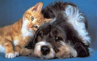 Dog And Cat Wallpaper Teddybear64