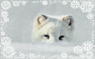 Arctic Fox Wallpaper