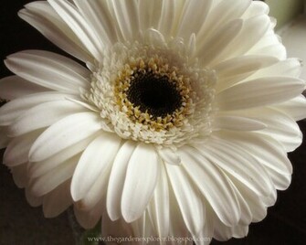 Beautiful Wallpaper Gerbera And Daisy Flower