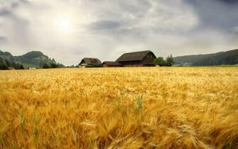 Wallpaper Wheat Fields I Write A Lot