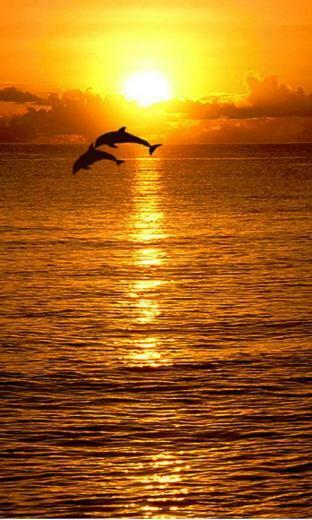 Dolphins In Sunset Wallpaper Android Apps On Google Play