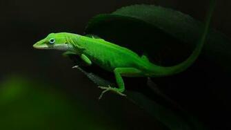 Lizard Wallpaper Image Collection Of Niu96