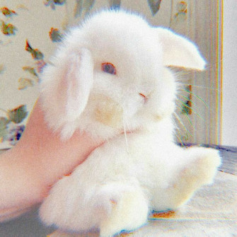 Selected Wallpaper Aesthetic Hewan Lucu You Can It Without