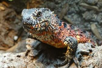 Chinese Crocodile Lizard Wallpaper Background
