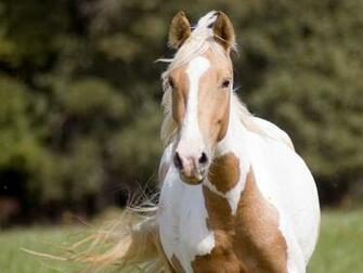 Paint Horse Wallpaper