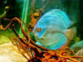 Discus Fish Photos Wallpaper The Fun Bank