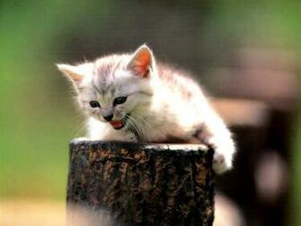 Kittens Wallpaper Cats Desktop Katten Poesjes Bureaublad