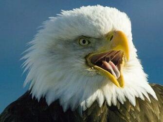 Bald Eagle Desktop HD Wallpaper