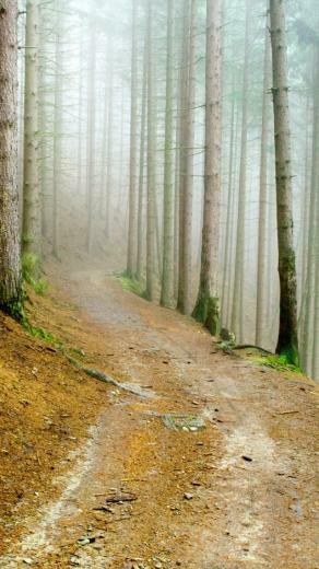 Fog Forest iPhone 5s Wallpaper iPad