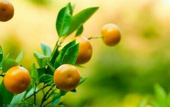 Wallpaper Mandarin Fruit Tangerine Branch Desktop